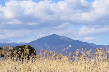 葦原と丹沢大山
