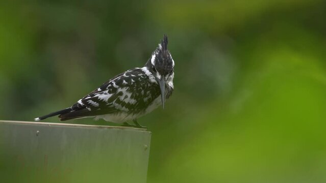 Pied Kingfisher, Ceryle rudis, evening light with . Black and white bird sitting in the branch during sunrise with nice light, grass in the background, Mana Pools NP, Zimbabwe in Africa.