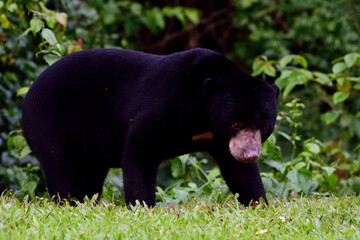 Malayan Sunbear a dangerus wildlife in the tropical rainforest,conservation wildlife species in the Thailand
