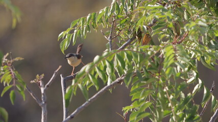Ashy Prinia perched on a plant