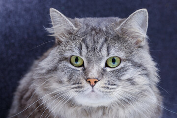 Large longhair gray tabby kitten with wild look. Pets care concept. Lovely fluffy cat on dark background. Free space for text. Cat for advertising tape. Playful pet close-up.