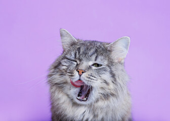 Naklejka na ściany i meble Funny large longhair gray kitten licking lips and asks for food. Lovely fluffy cat on purple background. Free space for text. Wide angle horizontal wallpaper or web banner.
