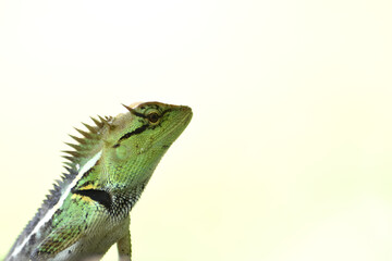 Obraz premium isolate green lizard on a branch,insect predator look like dinosaur