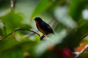 closeup flowerpecker bird perched on branched tree.