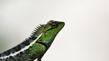 Obraz premium closeup head green lizard on white background