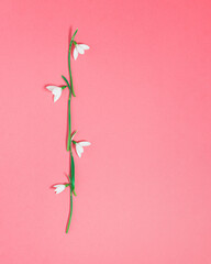 White snowdrop flower in the line on the bright pink background with copy space. Minimal flat lay...