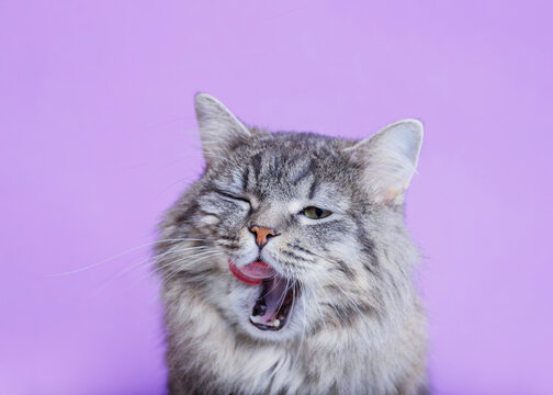 Funny large longhair gray kitten licking lips and asks for food. Lovely fluffy cat on purple background. Free space for text. Wide angle horizontal wallpaper or web banner.
