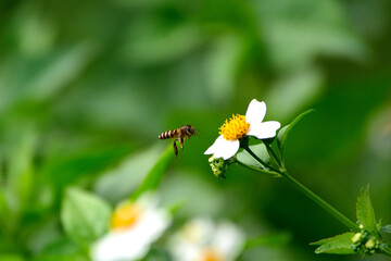 bee on a flower