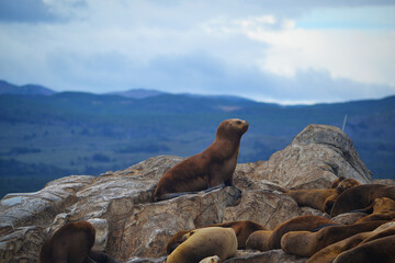 Naklejka premium Sea lion in Argentina