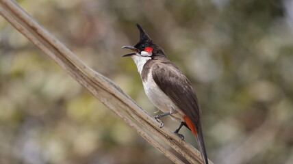 Red-whiskered bulbul singing perched on a wire