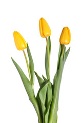 yellow tulips three pieces on a white background