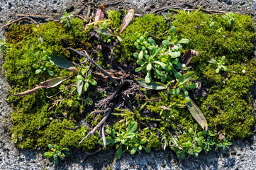 green moss on the stone