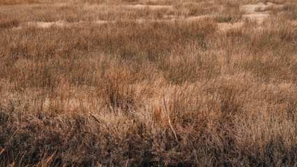 Fototapeta premium Texture of reeds on a swamp
