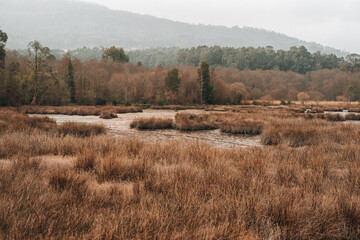 Swamp with reeds and a mud wetland