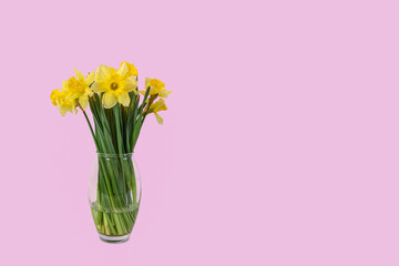 Fototapeta premium Fresh Easter flowers (Daffodils) in a vase against a pink background.