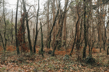 Ancient forest with oaks invaded by eucalyptus trees