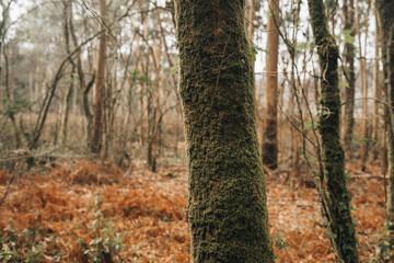 Detail of a tree covered in moss on an ancient forest