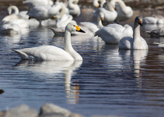 swan on the lake