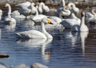 swans on the river