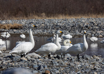 family of geese