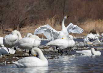 family of swans