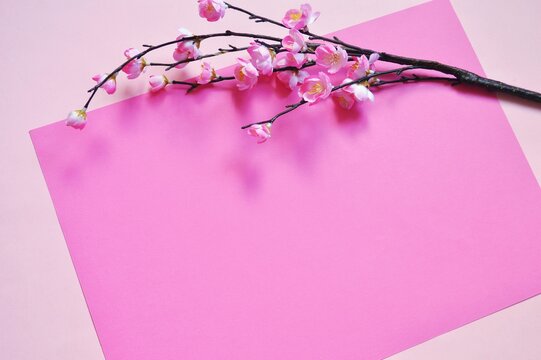 Flat lay beautiful cherry branch on a pink background. Chinese New Year 2022 photo mockup for design, free space for text
