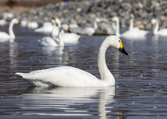 swan on the lake