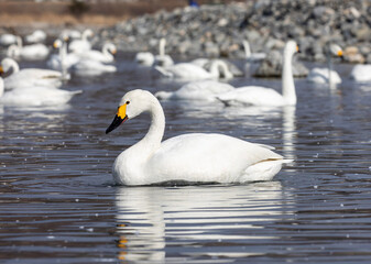 Fototapeta premium swan on the lake