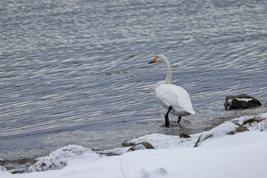 whooper swan on Mo lake ,Helgeland,Northern Norway,scandinavia,Europe	