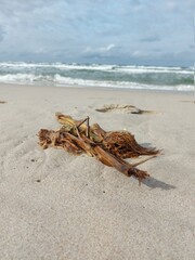 Rośliny morskie wyrzucone na brzegu morza, leżące na piaszczystej plaży - obrazy, fototapety, plakaty
