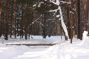 Winter pine forest on a sunny day in February