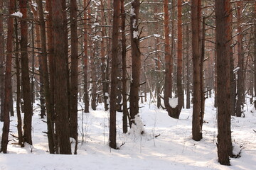 Fototapeta premium Winter pine forest on a sunny day in February