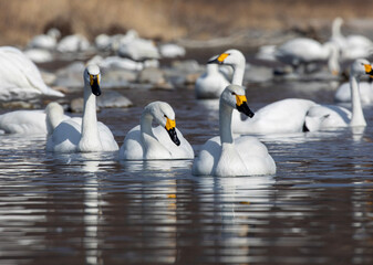 swans on the lake