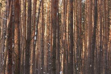 Winter pine forest on a sunny day in February