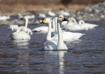 swans on the lake