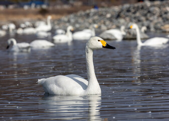 mute swan cygnus olor