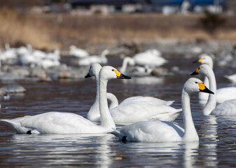 swans on the lake