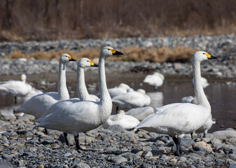 Obraz premium family of geese