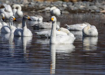 Obraz premium two swans