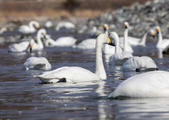 swans on the lake