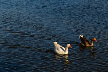 Geese on the water. Background with copy space.
