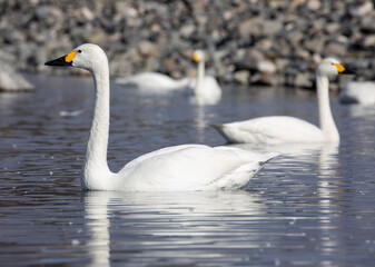 Obraz premium swans on the lake