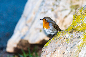European Robin perched on a tree branch