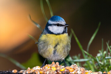 Eurasian Blue Tit in a park in Provence