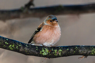 Common Chaffinch perched on a tree branch