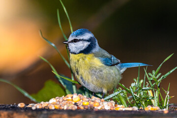Obraz premium Eurasian Blue Tit in a park in Provence