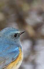 bird on a fence