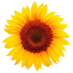 Naklejka premium Sunflower flower closeup isolated on white background. Sunflower as bright as the sun.