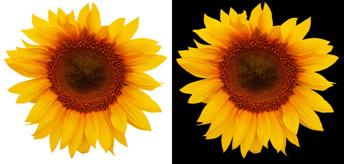 Close-up sunflower flower isolated on white and black background. Cheerful sunflower.