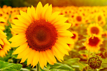 Fototapeta premium Sunflower agriculture. Beautiful sunflower flower on the background of a sunflower field. Sunflower oil.